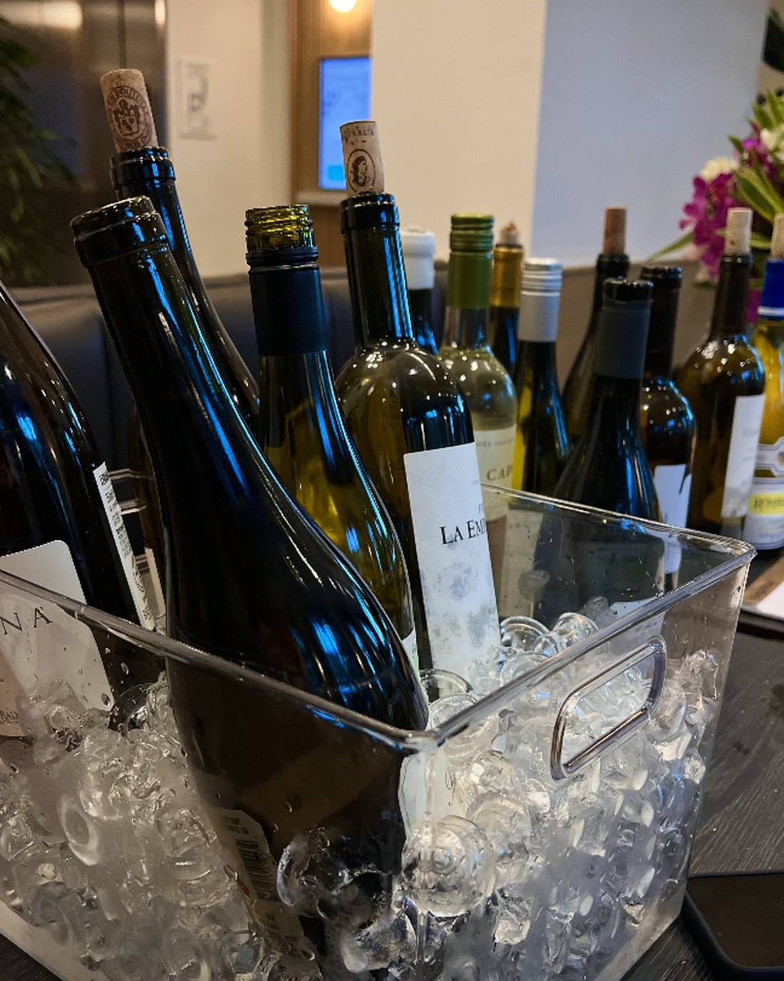 Bottles of white wine chilling in an ice bucket before a tasting.