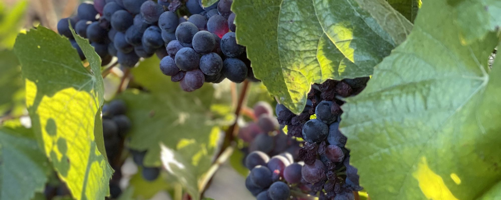 Backlit clusters of ripe wine grapes on the vine, leaves catching late-afternoon light.